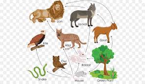It is a very clean transparent background image and its resolution is 1756x691 , please mark the image source when quoting it. Dog And Cat Png Download 566 505 Free Transparent Food Chain Png Download Cleanpng Kisspng