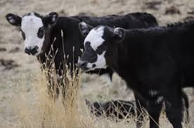 Black And White Cow Breeds Australia Lookin At Life In Black And White Amy S Ranch Slants Cow Photos Calves For Sale Cute Cows