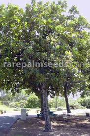 Image result for Calophyllum inophyllum