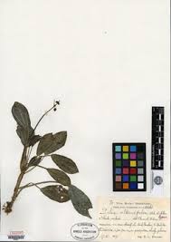 Image result for Pilea angolensis