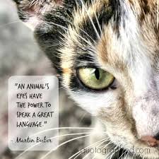 An Animal S Eyes Have The Power To Speak A Great Language Animals Animal Quotes Animal Photography Dogs