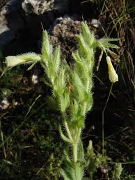 Image result for Cystostemon hispidissimus