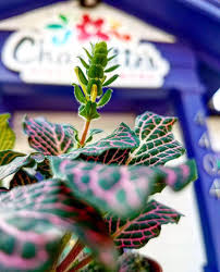 Austin the capital city of texas, and the 11th most populous city in america. Charlotte S Fiesta Flowers 4404 Burnet Rd Austin Tx 78756 Yp Com