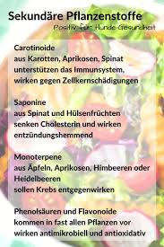 Gemuse Fur Hunde Mit Obst Und Gemuse Pflanzliche Ballaststoffe Futtern Dogco De Gemuse Fur Hunde Hundefutter Obst Und Gemuse