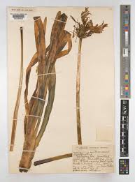 Image result for Agapanthus codii