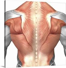 The back anatomy includes the latissimus dorsi, trapezius, erector spinae, rhomboid, and the teres significant. Male Muscle Anatomy Of The Human Back Wall Art Canvas Prints Framed Prints Wall Peels Great Big Canvas