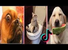 Pet Lover Tik Tok Compilation 2020 Funny Cats And Dogs P19 Funny Cats And Dogs Dog Cat Funny Cats