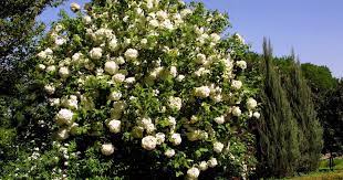 Plants for dry shade in central texas. Think Outside The Turf Box Here S The Dirt On Shade Loving Plants That Are Perfect For North Texas