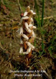 Image result for Zeuxine stammleri