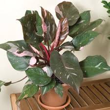 Philodendron Pink Princess Philodendron Erubescens Plants With Black Leaves Are Rare In Nature That S Why Philoden Philodendron Plant Plants Indoor Plants