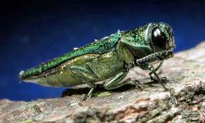 Emerald Ash Borer confirmed in Lennox