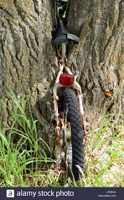 Kinder Fahrrad In Einem Baum Gewachsen Stockfotografie Alamy