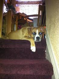 Jump to other pups in raleigh, nc search for a boxer puppy or dog these boxers are available for adoption in raleigh, north carolina. Boxer Dog Shipping Rates Services