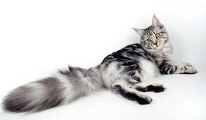 We are small hobby breeders of pedigree maine coon cats and sometimes have maine coon kittens for sale to loving homes. Maine Coon Cat Breed Information