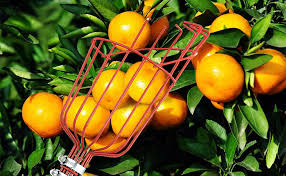 See more ideas about fruit picker, fruit, pickers. Amazon Com Glorya Fruit Picker 5 5ft Length Adjustable Lightweight Fruit Catcher Tool Stainless Steel Apple Orange Pear Mango And Other Fruit Tree Picker Pole With Basket Garden Outdoor
