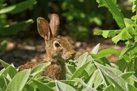 Or both of them eat the crocus under the trees, but not next to the patio. Rabbit Resistant Plants What Are Some Plants Rabbits Won T Eat