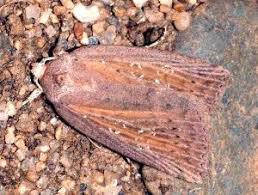 Image result for Chilodes maritima