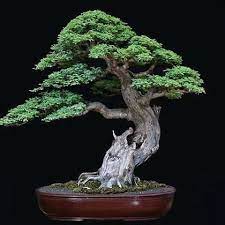 Bonsai Ceramic Tattoo Art Bonsai Art Bonsai Tree Care Bonsai