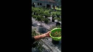 Cili padi fertigasi,cili api fertigasi,cili bara fertigasi,pastikan anda bukan seorang perokok. Cili Padi Ayah Fertigasi By Mohd Syafiq