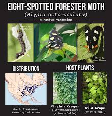 Image result for Monanthotaxis afra