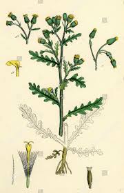 Image result for Senecio vulgaris