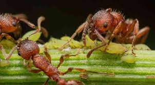 Maybe you would like to learn more about one of these? Organic Aphid Control 9 Ways To Get Rid Of Aphids Homestead And Chill