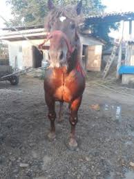 Video cu cai mari de la targul cu cai de la solca în județul suceava, bucovina, românia de pe 4 august 2019. Cai Ieftine Nou Si Utilizat Anunturi Cai 41 Pagina