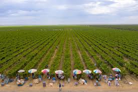 Did you scroll all this way to get facts about taft oil museum? Political Battles Confusion Reign In Kern County One Of Worst Us Coronavirus Hot Spots News Wenatcheeworld Com