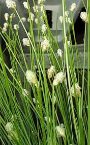 Image result for Isolepis