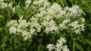 Image result for Rhamphicarpa brevipedicellata