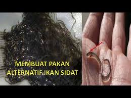 Cara Membuat Pakan Alternatif Murah Untuk Ikan Sidat 100 Youtube