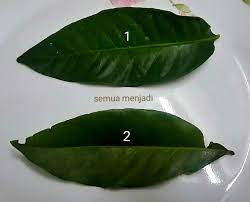 Dalam keadaan biasa, daun pokok salam atau serai kayu ini dikaitkan sebagai bahan ulaman. Semua Menjadi Perbezaan Antara Daun Salam Dan Daun Serai Kayu