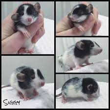 Clifford Sisters Rattery On Instagram 3 Weeks Siggy Female Vikings Litter Martenrat Dumbo Dumbos Dumborat Dumboears Baby Rats Dumbo Ears Dumbo Rat