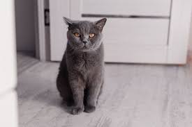 Even Indoor Cats Can Get Fleas Brought In On Your Shoes Or By Another Pet If Your Cat Licked The Flea Medication It Could St In 2020 Cats Cat Drooling Cat Medication