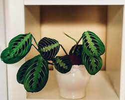 I Pray Your Monday Is As Happy As My Maranta Maranta S Leaves Fold Upward Like Praying Hands At Night Giving The Plant Its C Plants Plant Mom Praying Hands