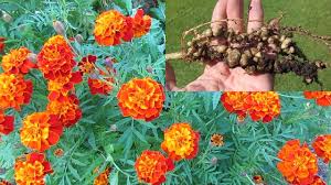 Control grubs, fleas & more. Treating Root Knot Nematode Control Using French Marigolds Mustard Greens Youtube