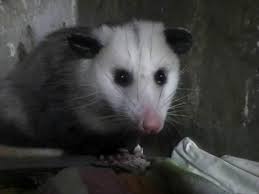 Our 9 Month Old Opossum Awesome Possum Animals Friends Trash Panda