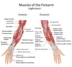 Human muscle system, the muscles of the human body that work the skeletal system, that are under voluntary control, and that are concerned with the following sections provide a basic framework for the understanding of gross human muscular anatomy, with descriptions of the large muscle groups. Where Forearm Pain Comes From How To Resolve It Effihealth Com