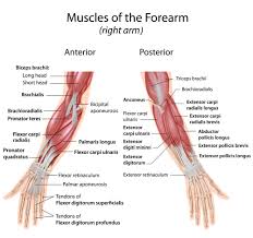 Its muscle belly is in the forearm and then travels along the inside of the forearm and 12 photos of the forearm tendon anatomy picture. Where Forearm Pain Comes From How To Resolve It Effihealth Com