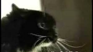 Some Guy Yells At Cats I Am Going To Rape You Know Your Meme