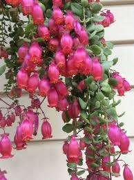 Kalanchoe Uniflora Coral Bells World Of Succulents Blooming Succulents Succulents Planting Succulents