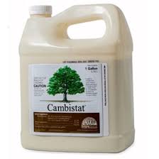 Cambistat Plant Growth Regulator Pgr Rainbow Treecare