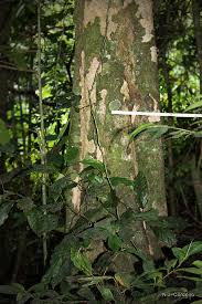 Image result for Strombosia