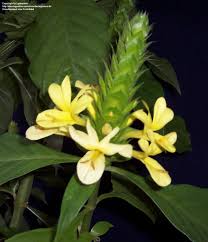 Image result for Barleria whytei