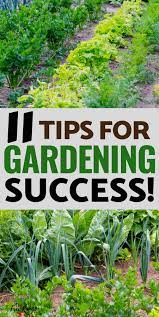 Gardening For Beginners 11 Tips For A Successful Start Vegetable Garden For Beginners Gardening For Beginners Home Vegetable Garden
