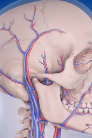 The major veins in the. Vertebrobasilar Circulatory Disorders Symptoms And Causes