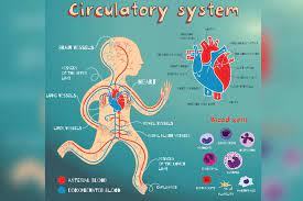 Heart Circulatory System Diagram Parts Function For Kids Circulatory System For Kids Human Circulatory System Circulatory System