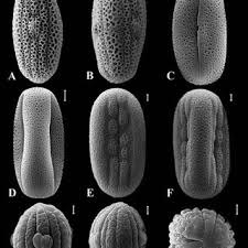 Image result for Dicliptera hensii