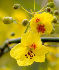 It can grow over 30 feet tall. Palo Verde Tree Blooms I Love When The Desert Is In Bloom Yellow Flowers Unique Plants Beautiful Gardens