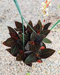 Maybe you would like to learn more about one of these? Sivo On Instagram Ludisia Discolor Jewel Orchid I Hope Mine Will Look As Full And Lush As This One In The Near Future Jewel Orchid Ludisia Discolor Orchids